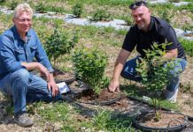 Ocena plantacji borówki 45 dni po posadzeniu – Borówkowe Factory 2020