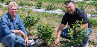 Ocena plantacji borówki 45 dni po posadzeniu – Borówkowe Factory 2020