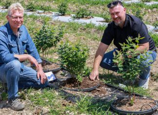 Ocena plantacji borówki 45 dni po posadzeniu – Borówkowe Factory 2020