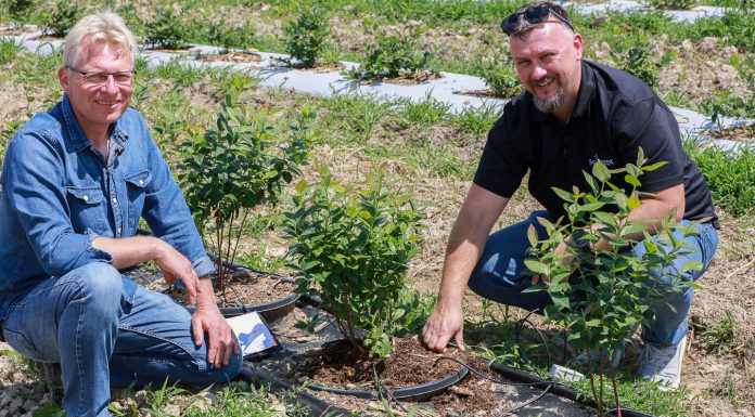 Ocena plantacji borówki 45 dni po posadzeniu – Borówkowe Factory 2020