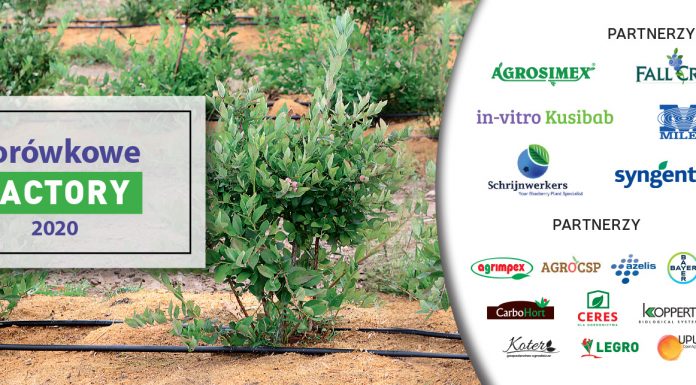 Borówkowe Factory 2020 Borówkowe Factory 2020
