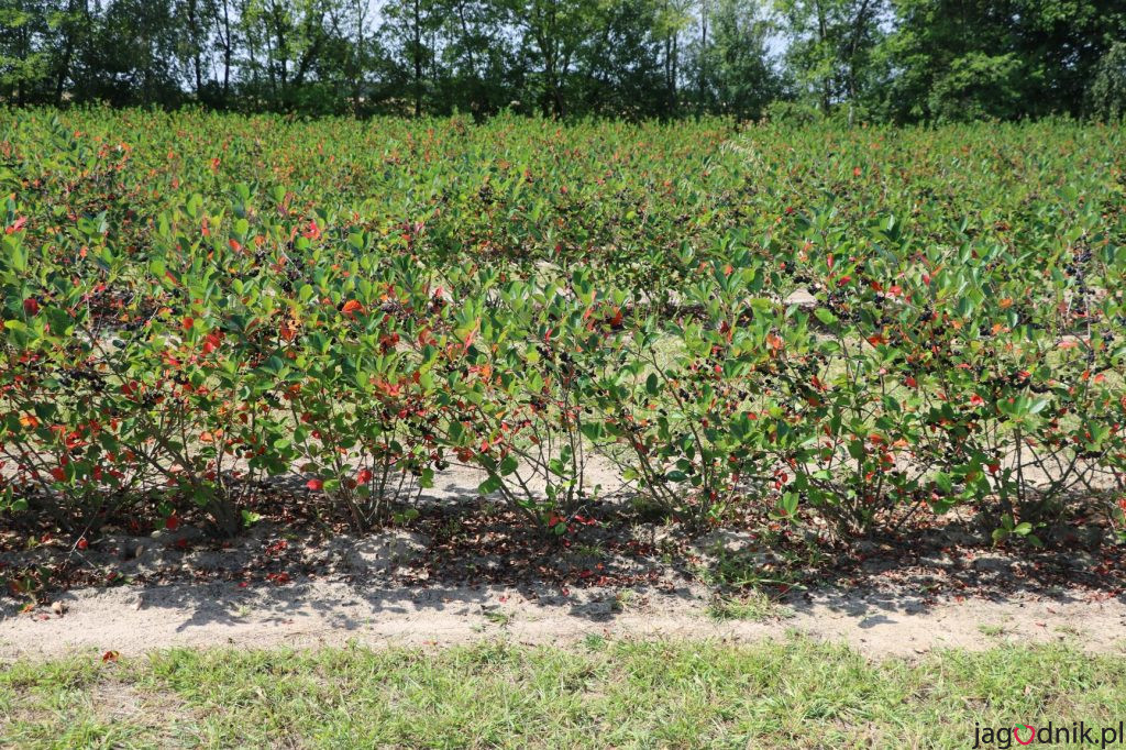dojrzałe owoce aronii gotowe do zbioru