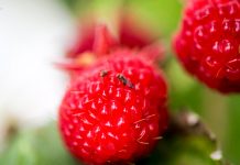 Drosophila suzukii – jednorazowa wizyta czy pobyt na stałe? drosophila