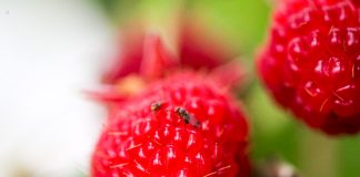 Drosophila suzukii – jednorazowa wizyta czy pobyt na stałe? drosophila