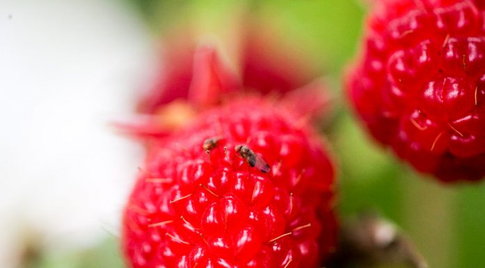 Drosophila suzukii – jednorazowa wizyta czy pobyt na stałe? drosophila