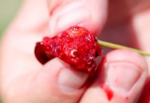 Białe larwy w owocach. Drosophila suzukii na dużą skalę w Polsce