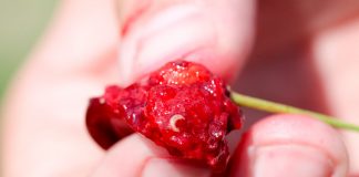 Białe larwy w owocach. Drosophila suzukii na dużą skalę w Polsce