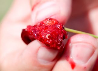 Białe larwy w owocach. Drosophila suzukii na dużą skalę w Polsce