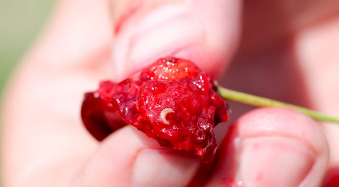 Białe larwy w owocach. Drosophila suzukii na dużą skalę w Polsce