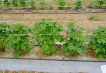 Maliny w tunelach na agrowłókninie – 6 lat doświadczeń w Malinowym Factory