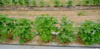 Maliny w tunelach na agrowłókninie – 6 lat doświadczeń w Malinowym Factory