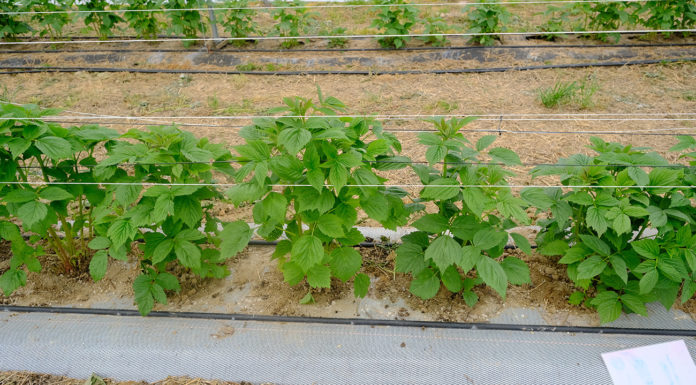 Maliny w tunelach na agrowłókninie – 6 lat doświadczeń w Malinowym Factory