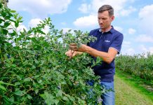 Borówka pod koniec zbiorów – lustracja plantacji