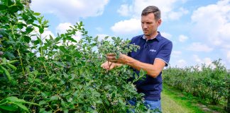 Borówka pod koniec zbiorów – lustracja plantacji