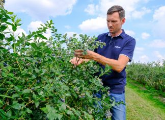 Borówka pod koniec zbiorów – lustracja plantacji