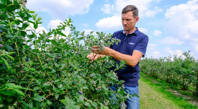 Borówka pod koniec zbiorów – lustracja plantacji