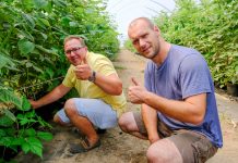 Maliny uprawiane w doniczkach z węglem brunatnym