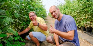 Maliny uprawiane w doniczkach z węglem brunatnym