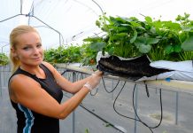 Truskawki w matach CARBOMAT w produkcji towarowej Sylwia Gabrysz Carbohort