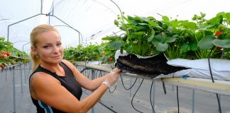 Truskawki w matach CARBOMAT w produkcji towarowej Sylwia Gabrysz Carbohort