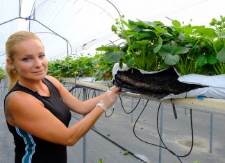 Truskawki w matach CARBOMAT w produkcji towarowej Sylwia Gabrysz Carbohort