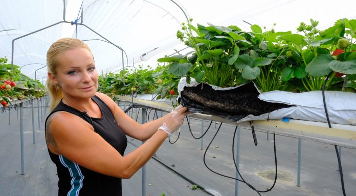 Truskawki w matach CARBOMAT w produkcji towarowej Sylwia Gabrysz Carbohort