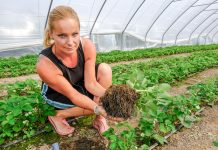Truskawki rok po roku w tej samej glebie. Jak uniknąć problemów