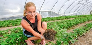 Truskawki rok po roku w tej samej glebie. Jak uniknąć problemów