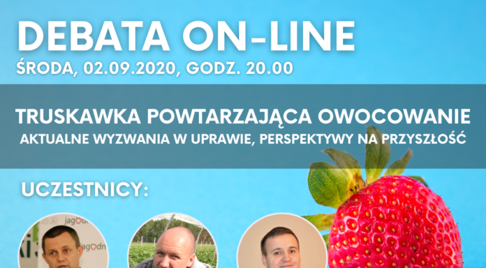 Truskawka powtarzająca owocowanie – debata on-line Debata truskawka powtarzająca owocowanie