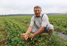 Hademar w uprawie polowej