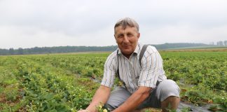 Hademar w uprawie polowej