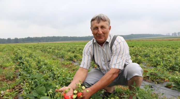 Hademar w uprawie polowej