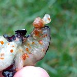 Larwa muszki plamoskrzydłej w owocu borówki. Fot. W. Piotrowskidrosophila_piotrowski