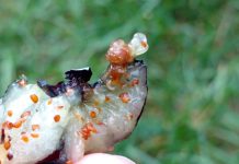 Przełom w zwalczaniu Drosophila suzukii? Larwa muszki plamoskrzydłej w owocu borówki