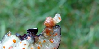 Przełom w zwalczaniu Drosophila suzukii? Larwa muszki plamoskrzydłej w owocu borówki