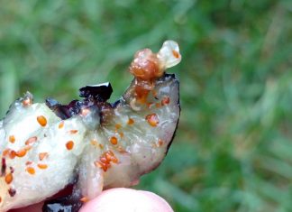 Bakteria Saccharopolyspora spinosa do zwalczania szkodników gryzących Larwa muszki plamoskrzydłej w owocu borówki