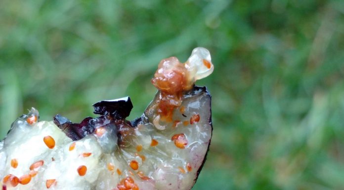 Muszka plamoskrzydła (Drosophila suzukii) masowo niszczy owoce w Polsce Larwa muszki plamoskrzydłej w owocu borówki