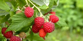 Zwalczanie przędziorków BEZ PESTYCYDÓW – program ochrony malin- FILM