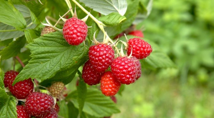 Zwalczanie przędziorków BEZ PESTYCYDÓW – program ochrony malin- FILM