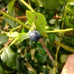 Owoc do którego samica D. suzukii złożyła jajo. Fot. W. Piotrowski — kopiadrosophila_piotrowski