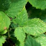 Tetranychus ( spider mite ) signs of feeding