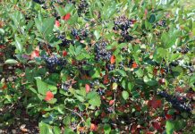 Czy już zbierać aronię? zbiór aronii