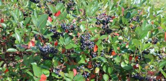 Czy już zbierać aronię? zbiór aronii