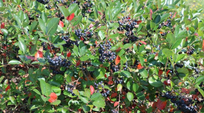 Czy już zbierać aronię? zbiór aronii