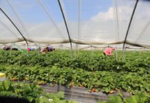 Dlaczego warto uprawiać truskawki w tunelach?