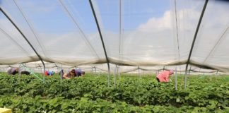 Dlaczego warto uprawiać truskawki w tunelach?