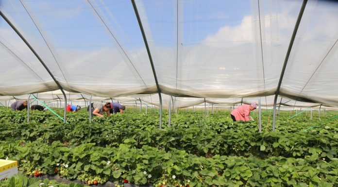 Dlaczego warto uprawiać truskawki w tunelach?