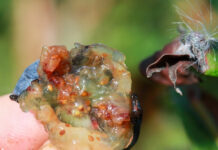 Pomimo wysokich cen borówki nie zostały zebrane. Niszczycielskie oblicze Drosophila suzukii Drosophila suzukii