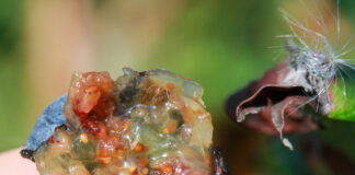 Pomimo wysokich cen borówki nie zostały zebrane. Niszczycielskie oblicze Drosophila suzukii Drosophila suzukii