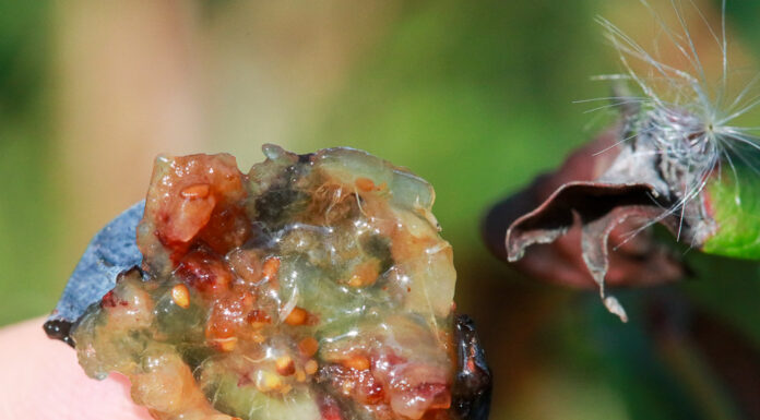 Pomimo wysokich cen borówki nie zostały zebrane. Niszczycielskie oblicze Drosophila suzukii Drosophila suzukii